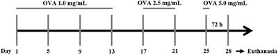A Guinea Pig Model of Airway Smooth Muscle Hyperreactivity Induced by Chronic Allergic Lung Inflammation: Contribution of Epithelium and Oxidative Stress